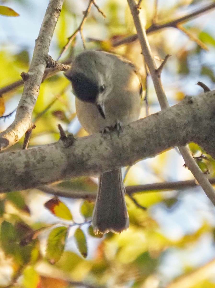 Black-crested Titmouse - ML645371629