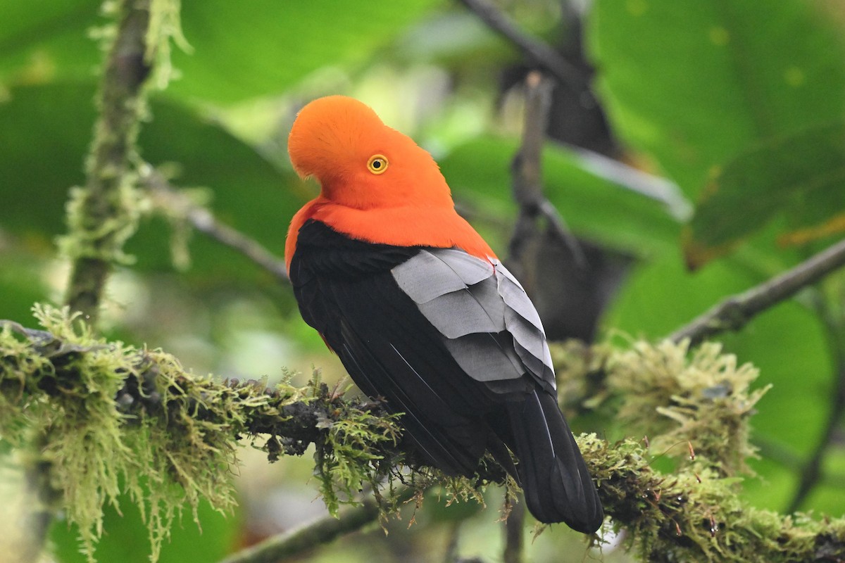 Andean Cock-of-the-rock - ML645371632