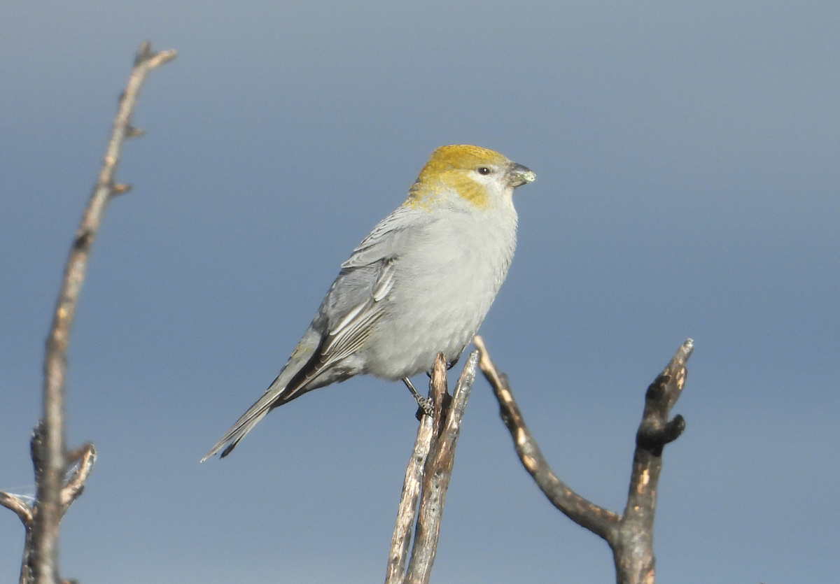 Pine Grosbeak - ML645371637
