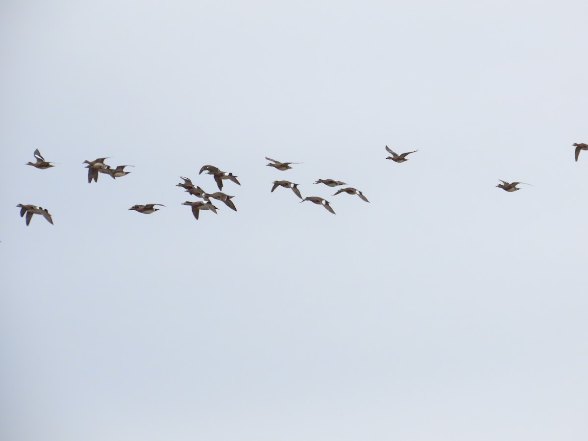 American Wigeon - ML645371641