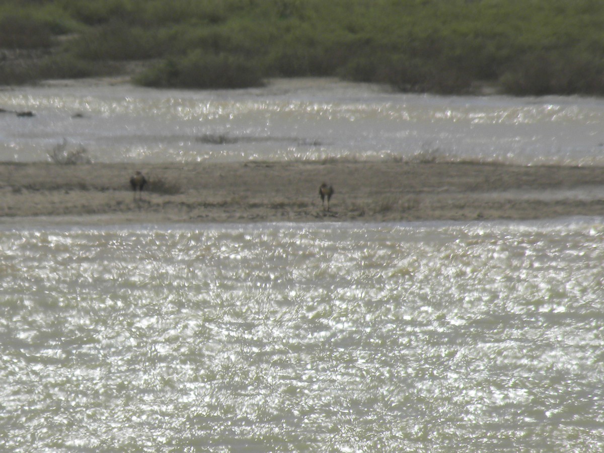 Crested Caracara - ML645371652