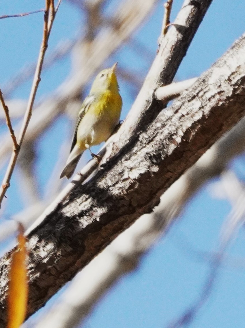 Northern Parula - ML645371654