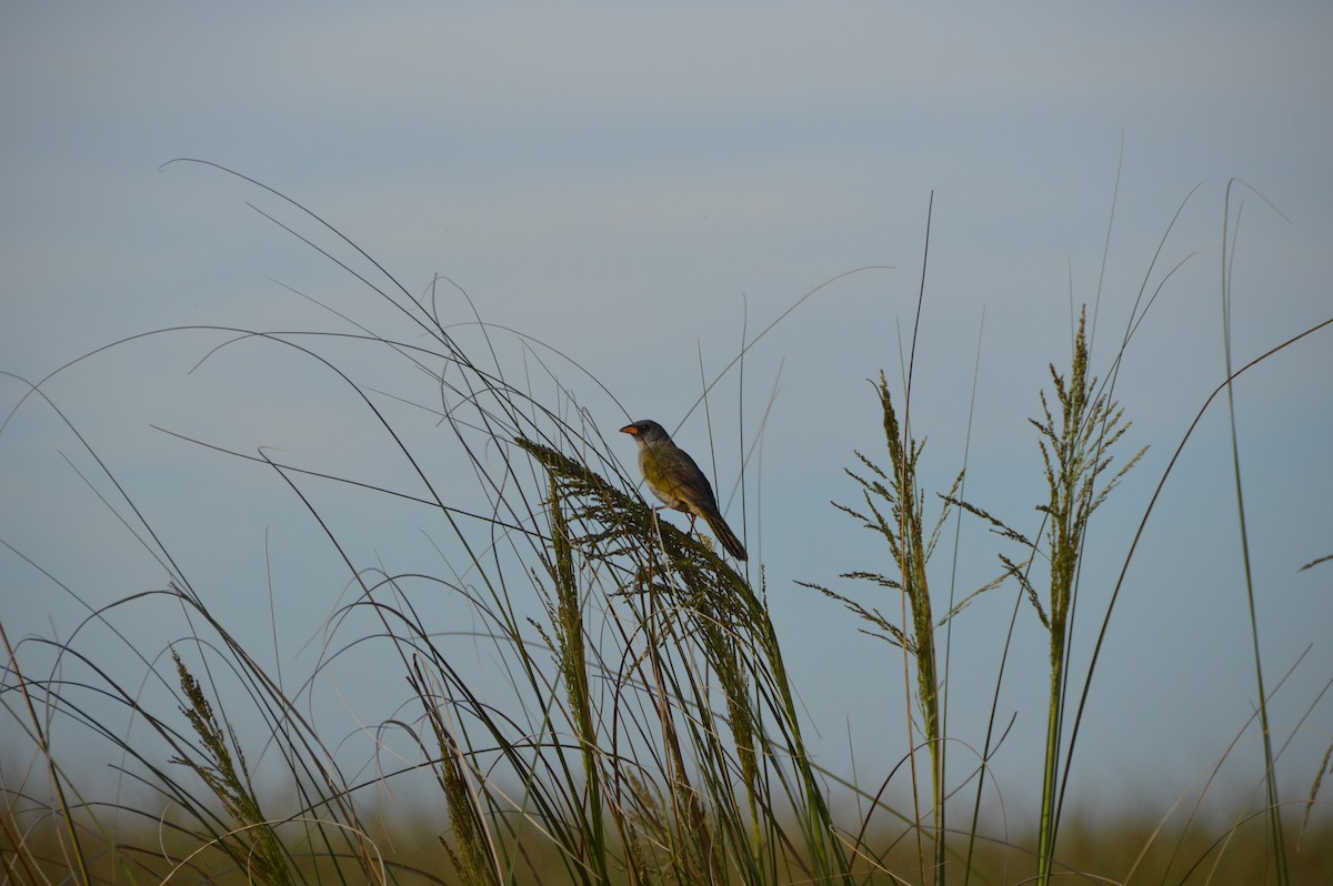 Great Pampa-Finch - ML645371655