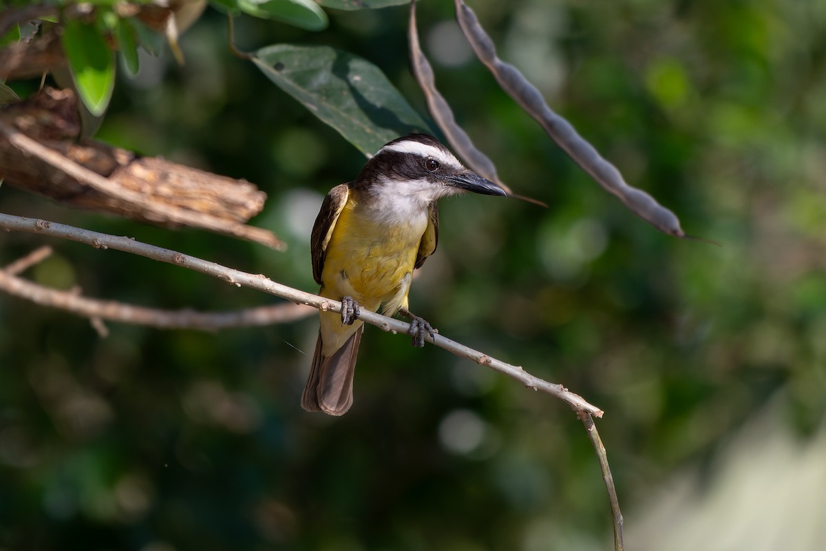 Great Kiskadee - ML645371656
