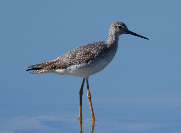 Greater Yellowlegs - ML645371658