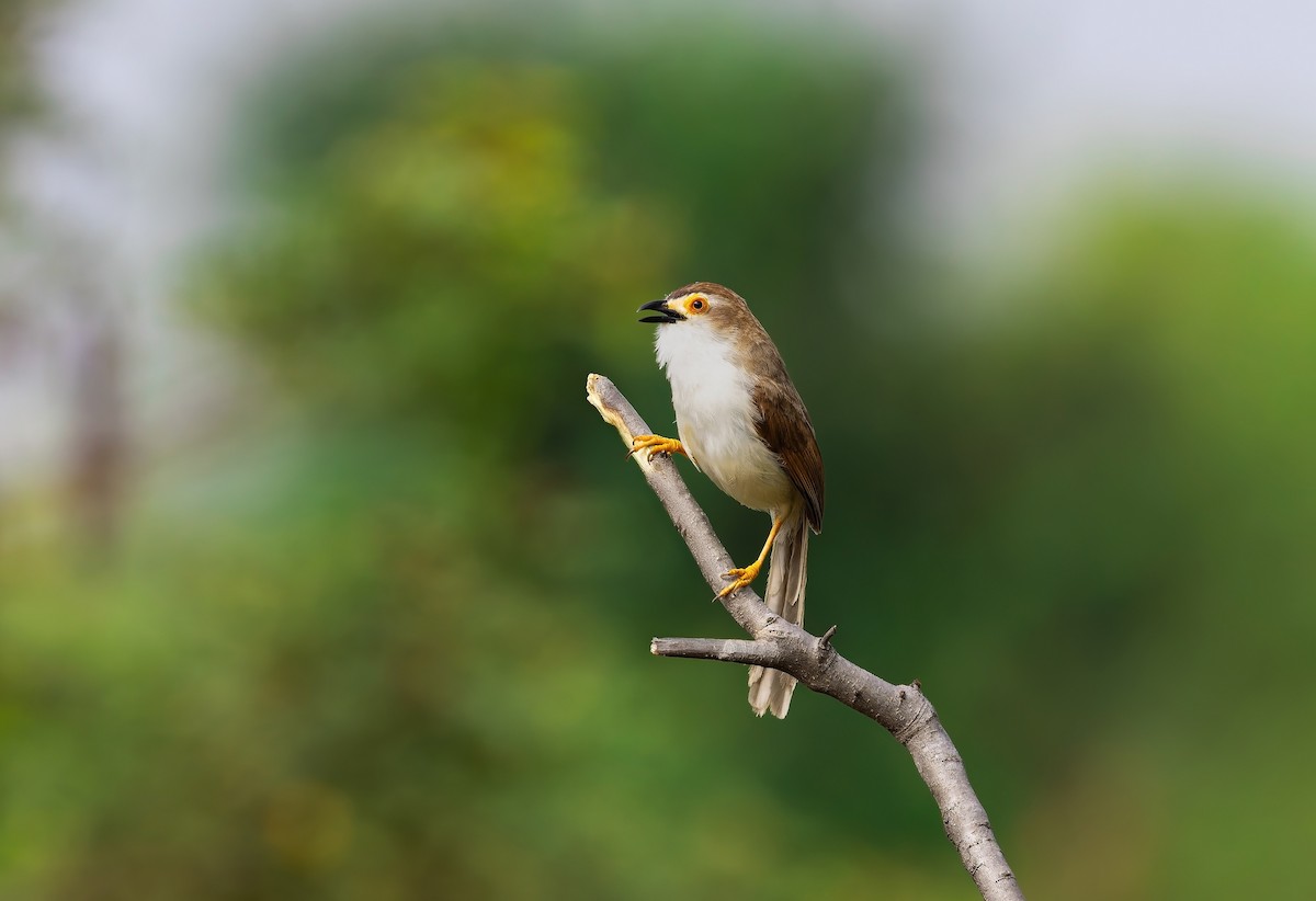 Yellow-eyed Babbler - ML645371663