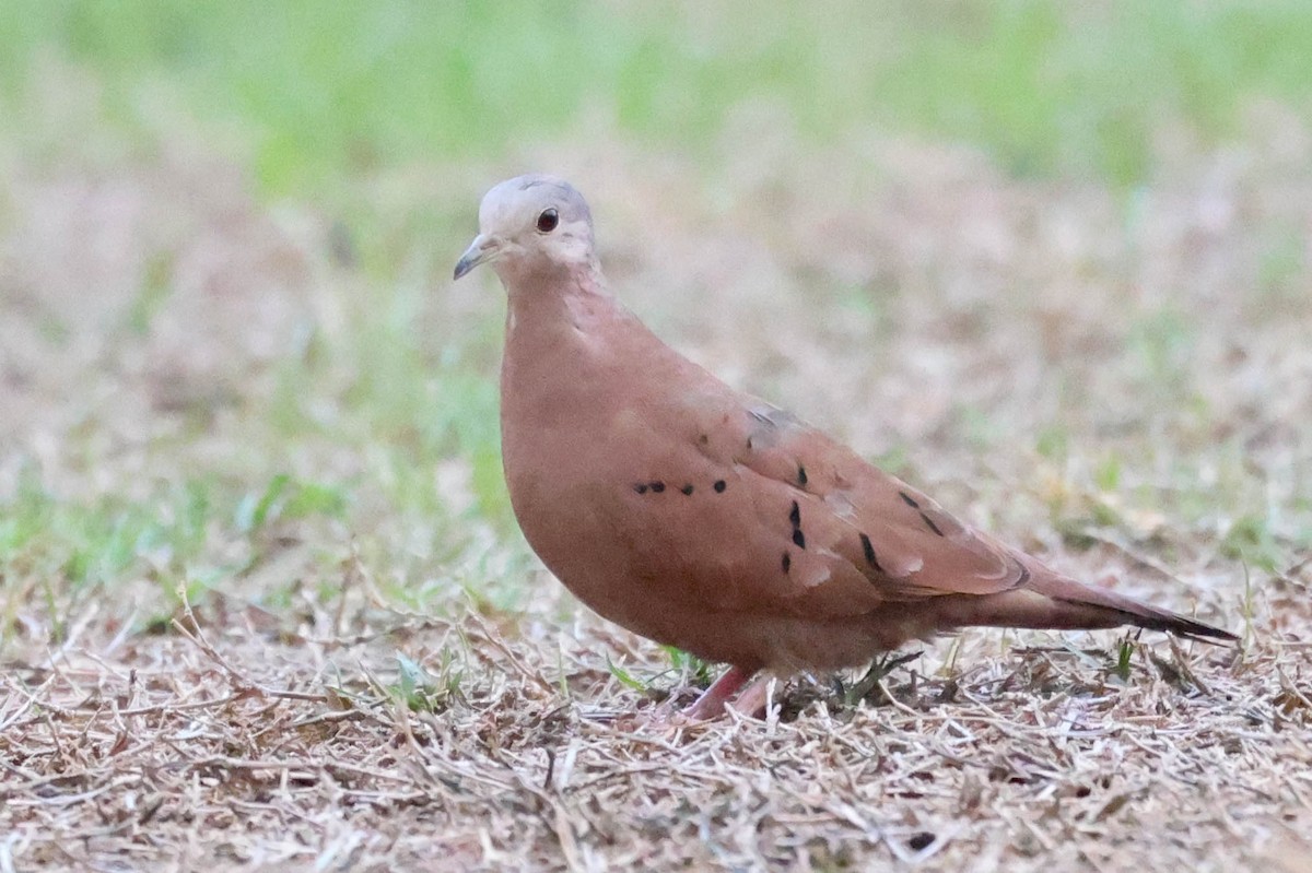 Коричневая земляная горлица - ML645371674