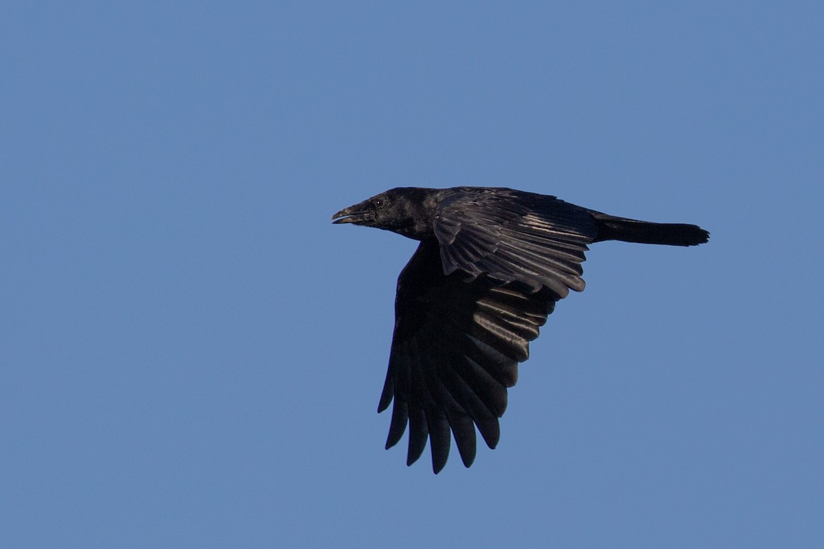 Carrion Crow - ML645371675