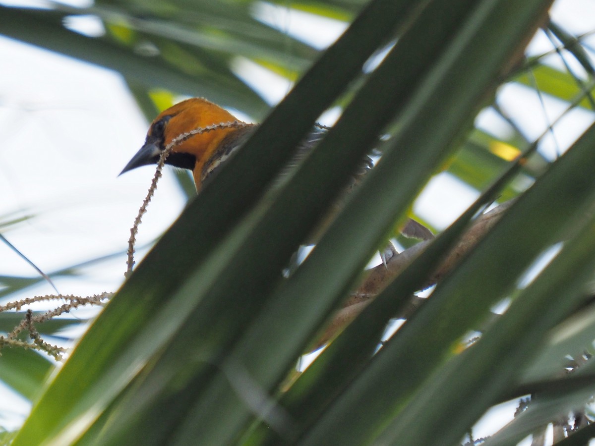 Altamira Oriole - ML645371680