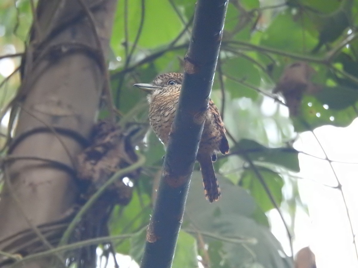 Tigerfaulvogel - ML645371682