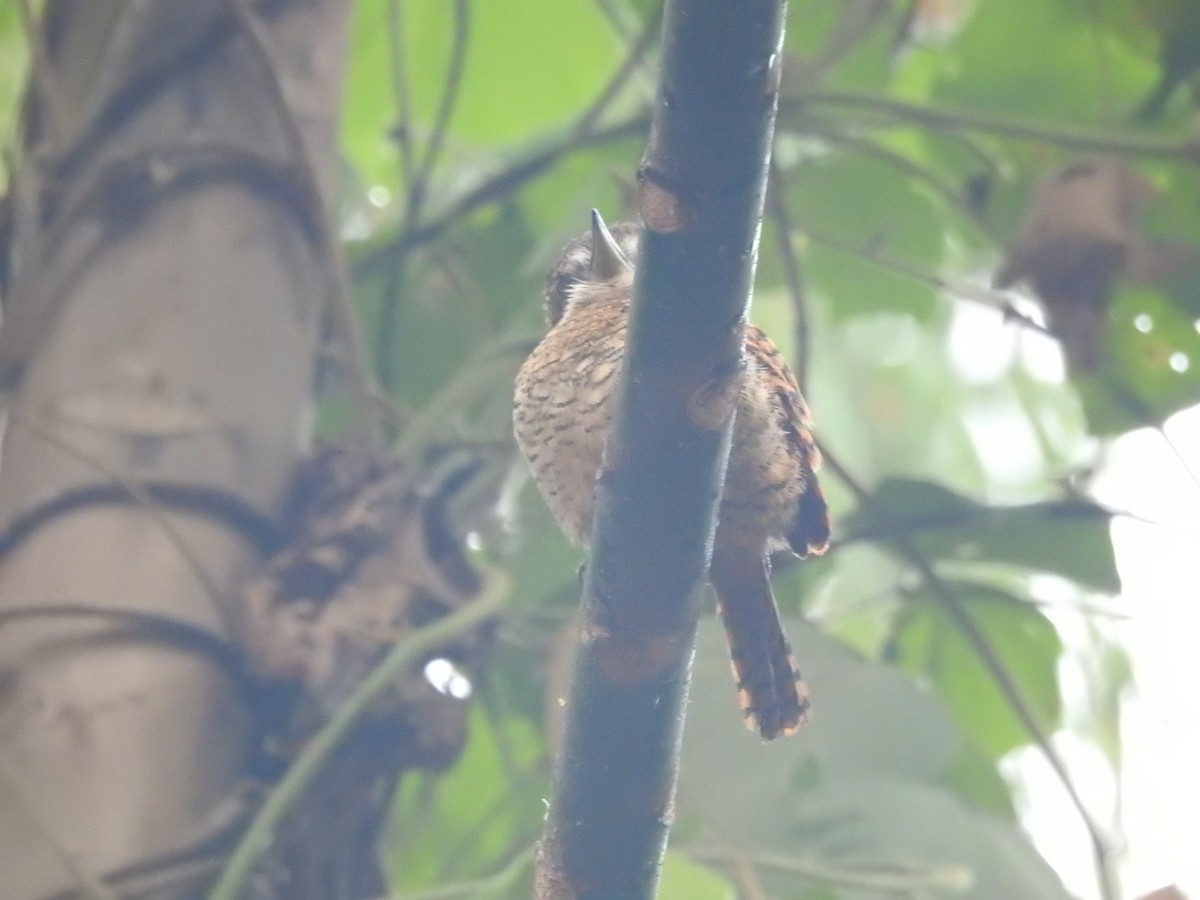 Tigerfaulvogel - ML645371683