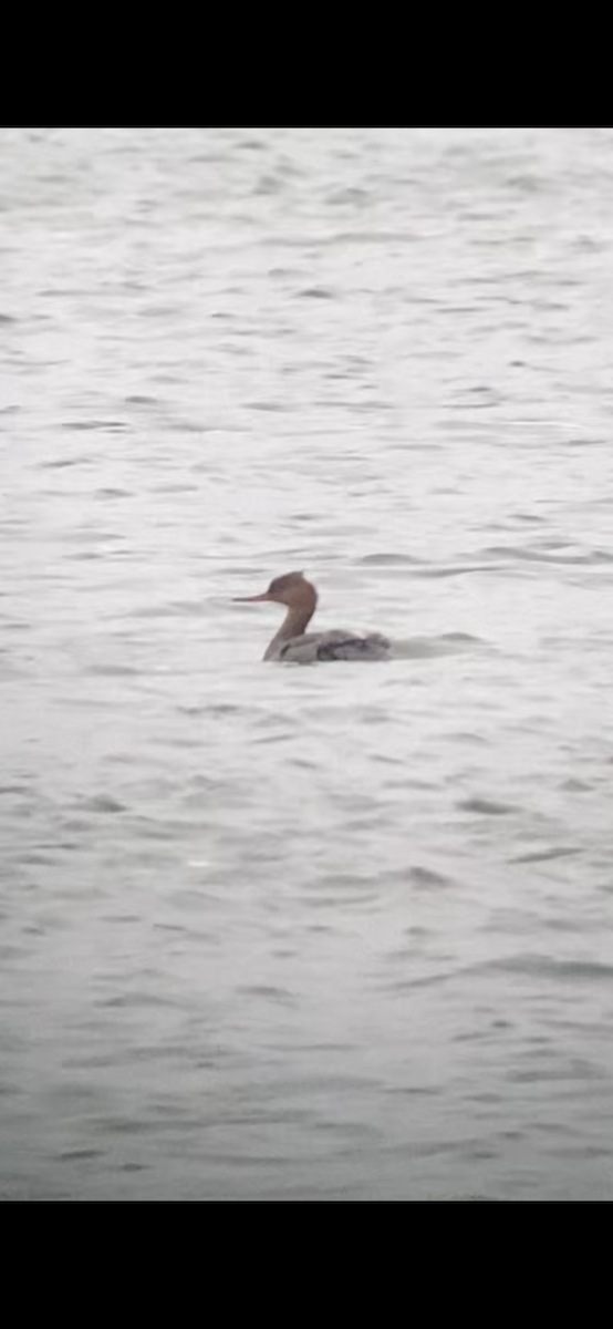 Smergo minore - ML645371686