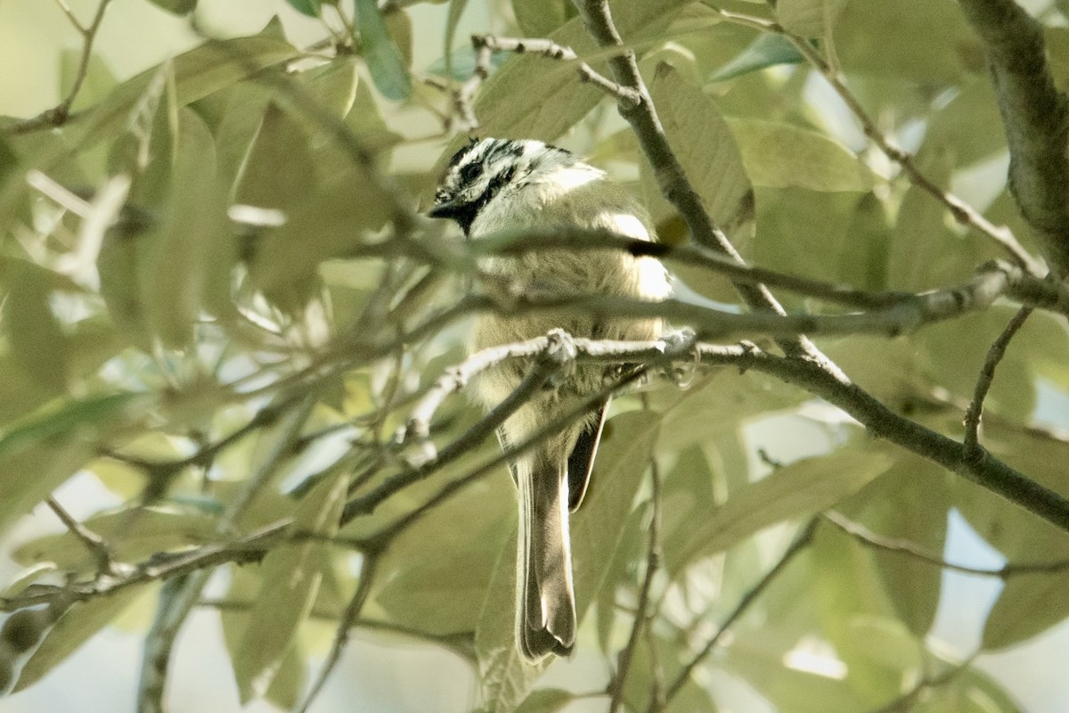 Bridled Titmouse - ML645371687
