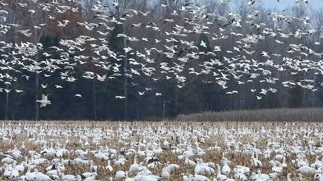 Snow Goose - ML645371688