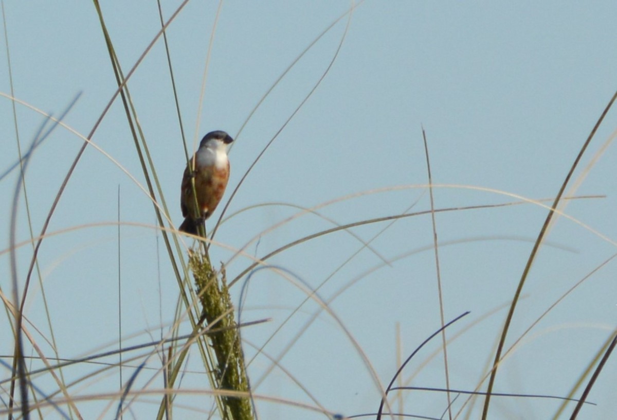 Болотный просяночник - ML645371701