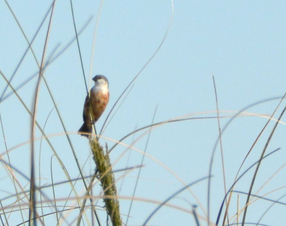 Болотный просяночник - ML645371702