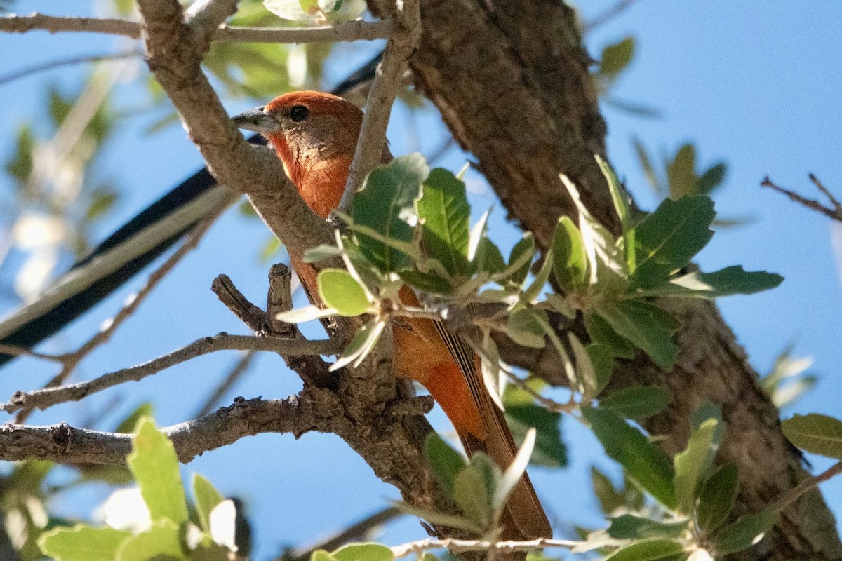 Hepatic Tanager - ML645371706