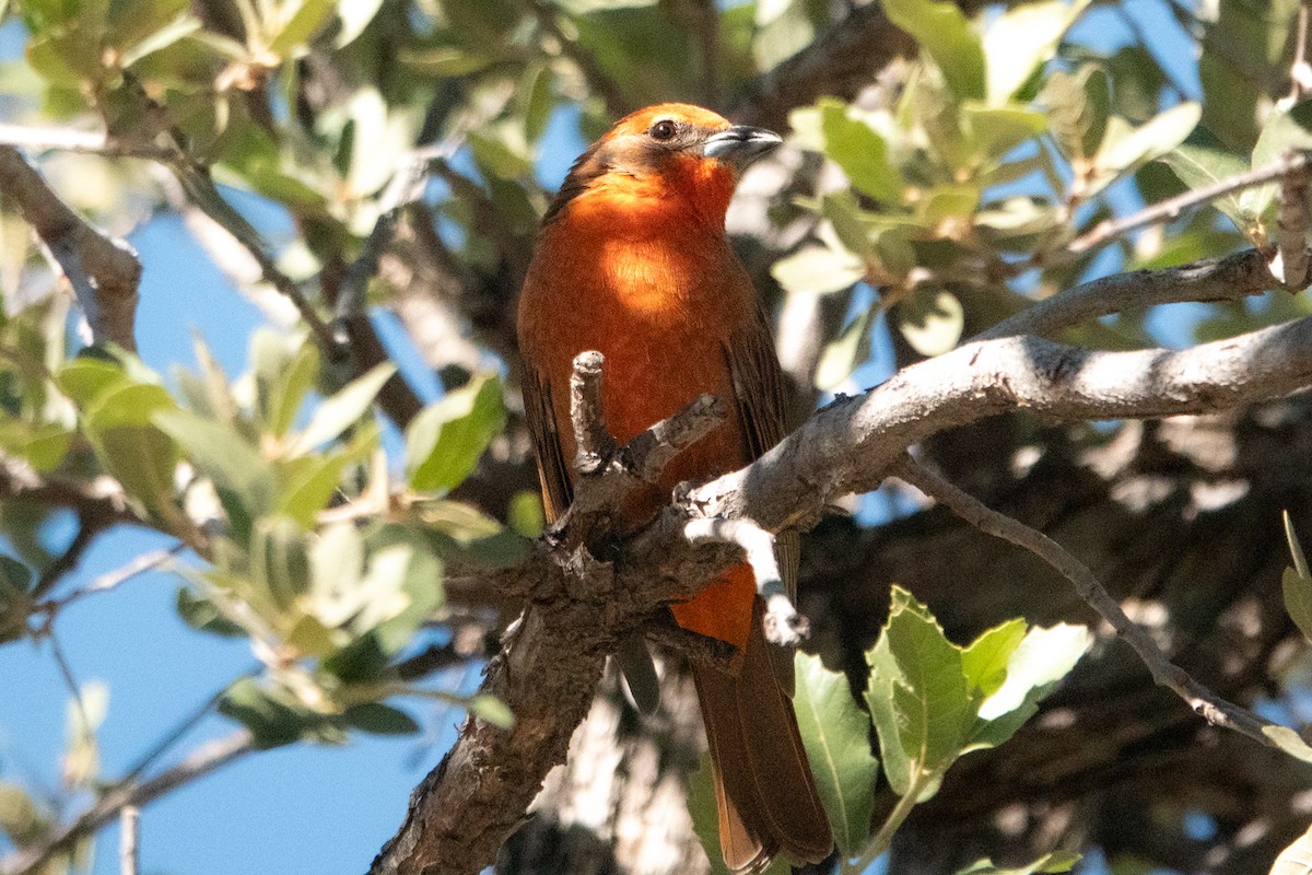 Hepatic Tanager - ML645371707