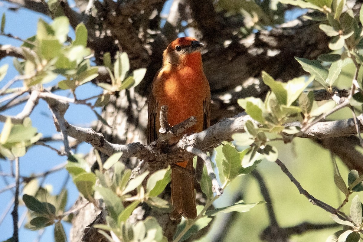 Hepatic Tanager - ML645371708