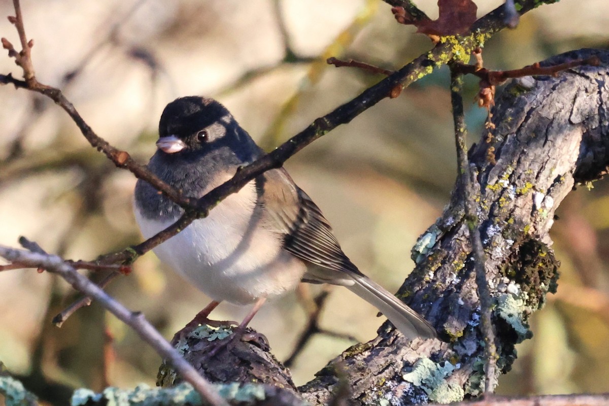 Dark-eyed Junco - ML645371713