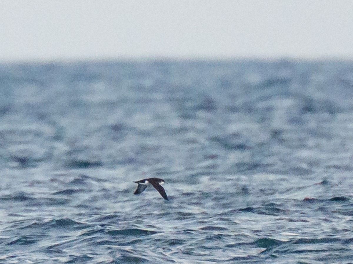 Gabai arrunta - ML645371723