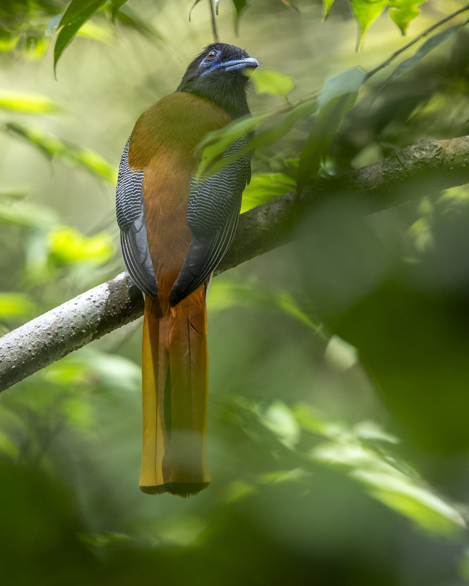 Malabar Trogon - ML645371734