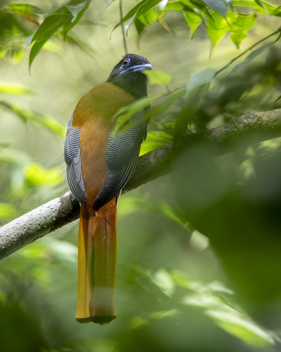 Malabar Trogon - ML645371735