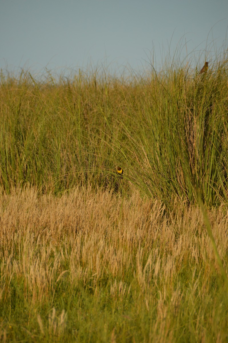 Brown-and-yellow Marshbird - ML645371751