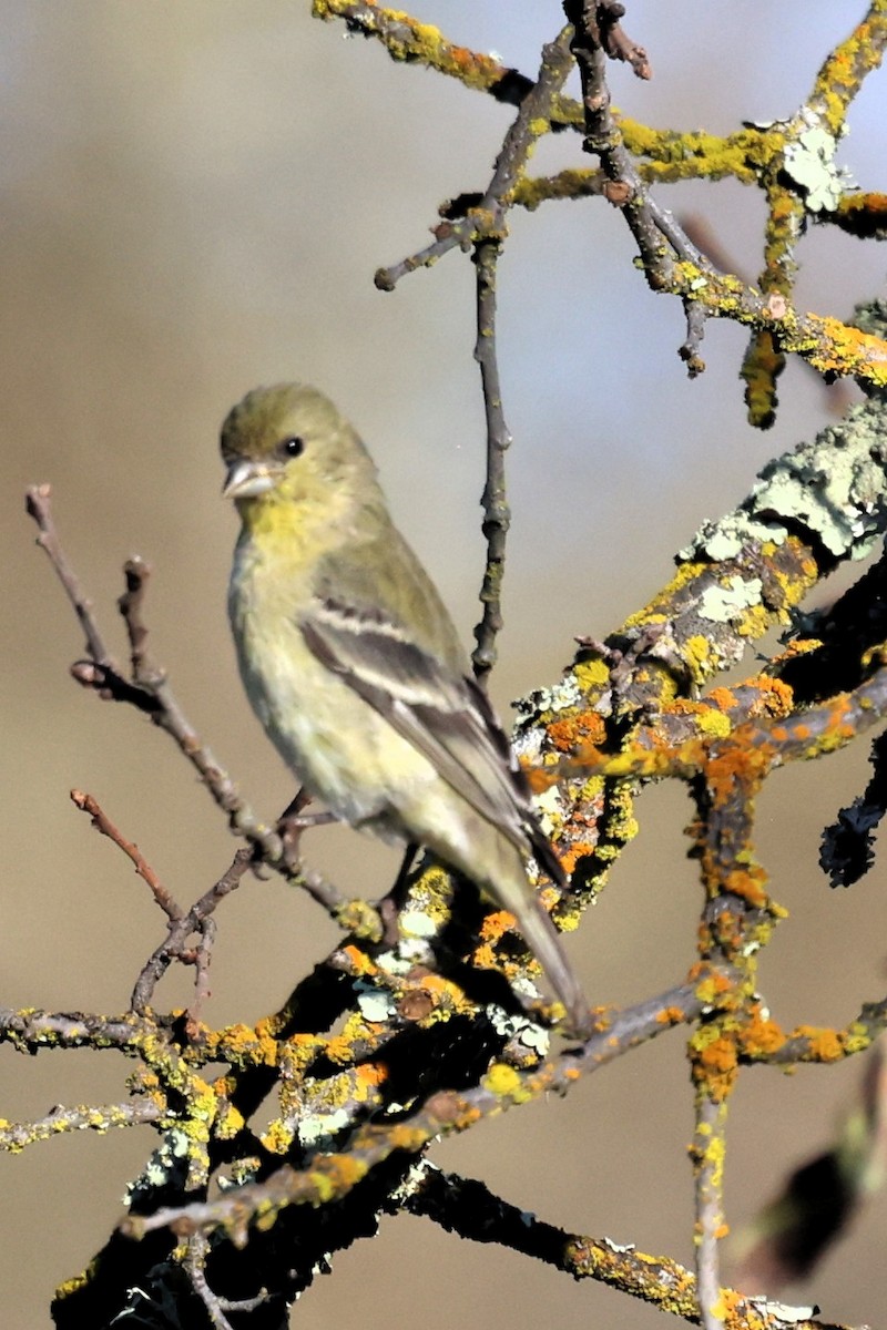 Lesser Goldfinch - ML645371759