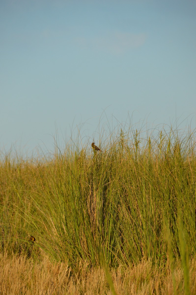 Brown-and-yellow Marshbird - ML645371763