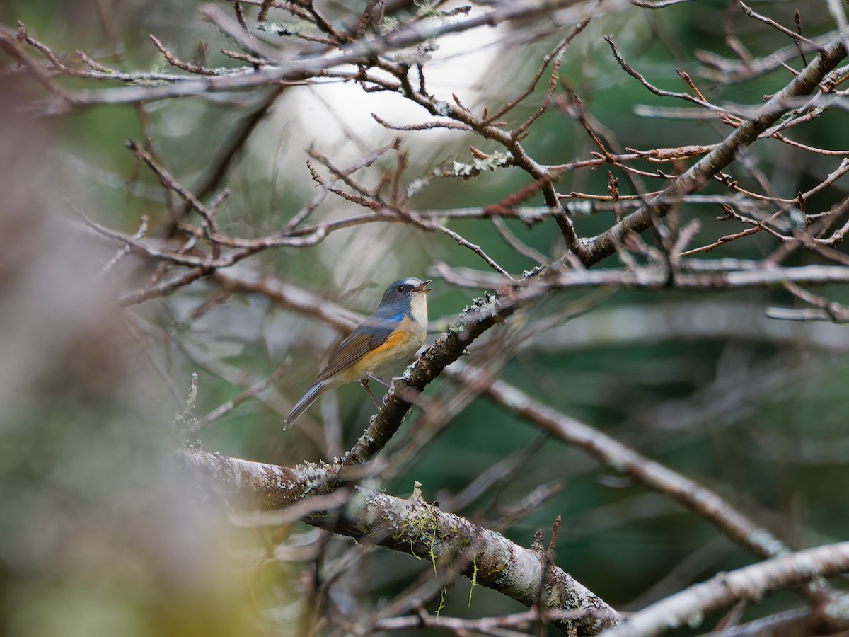 藍尾鴝 - ML645371765