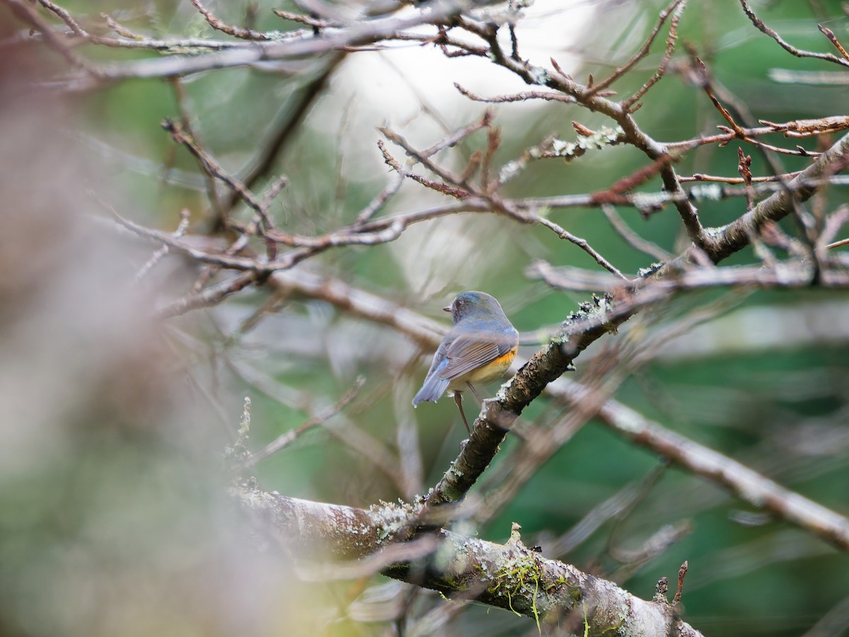 藍尾鴝 - ML645371766