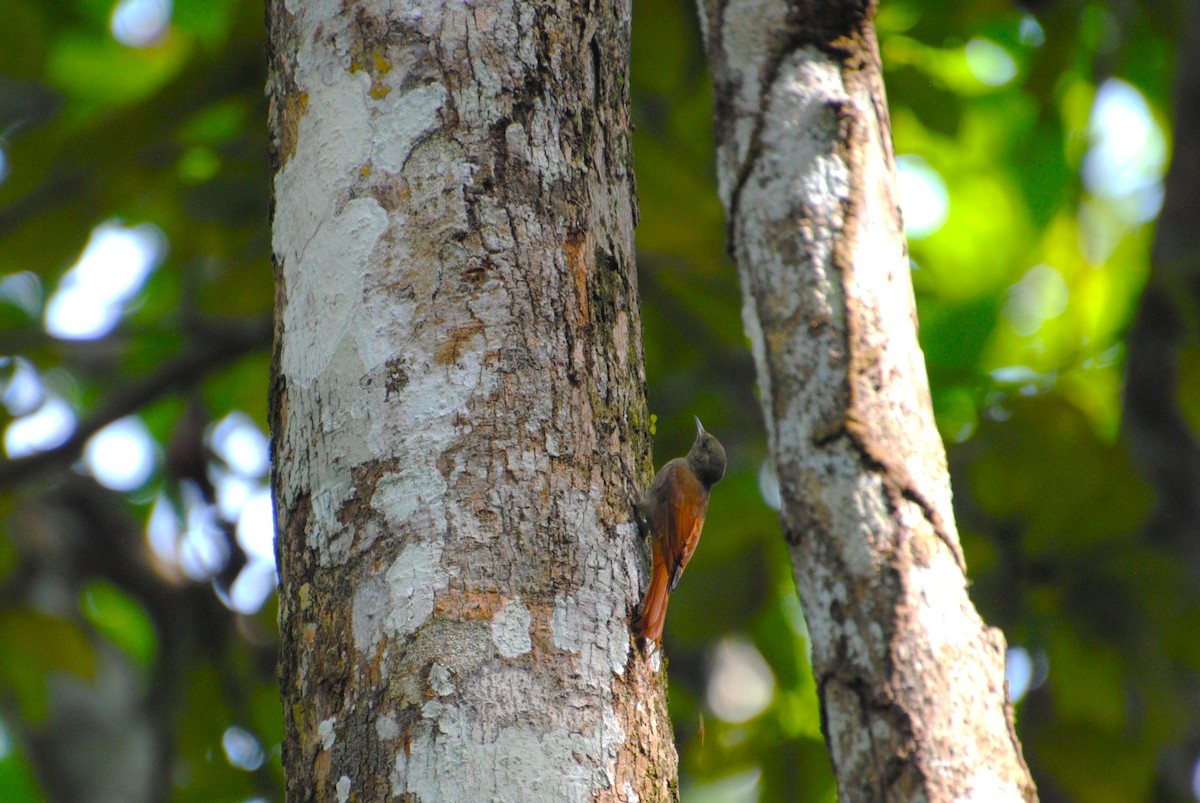 Olivaceous Woodcreeper - ML645371767