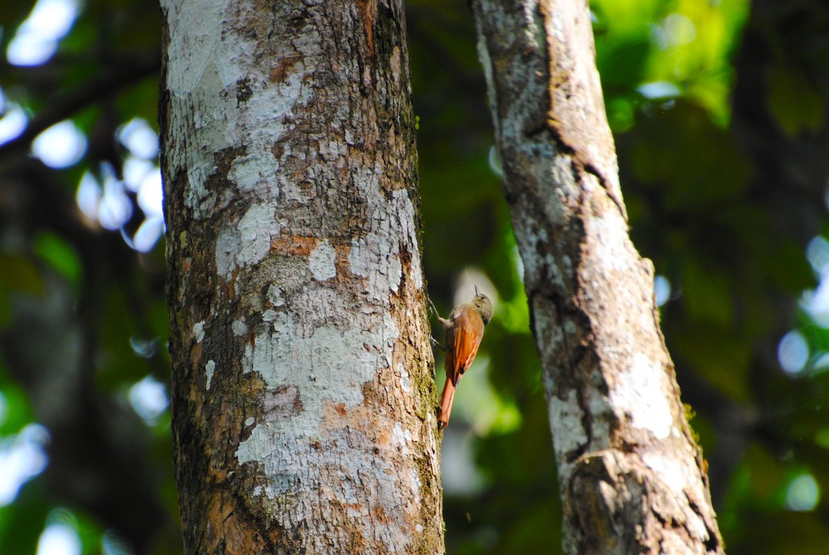 Olivaceous Woodcreeper - ML645371768