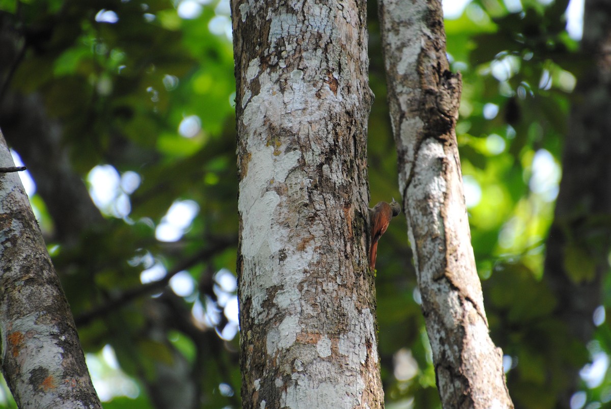 Olivaceous Woodcreeper - ML645371769