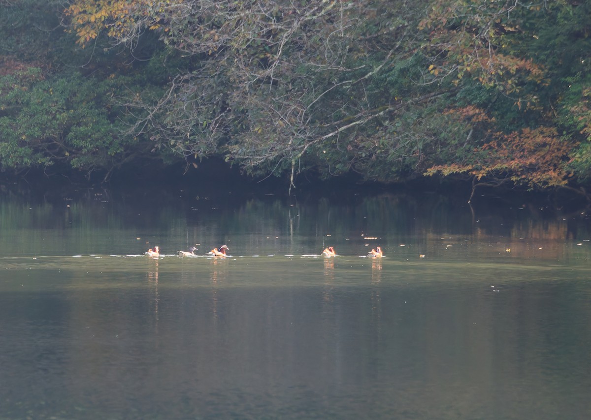 鴛鴦 - ML645371770