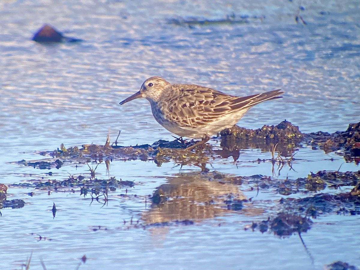 White-rumped Sandpiper - ML645371777