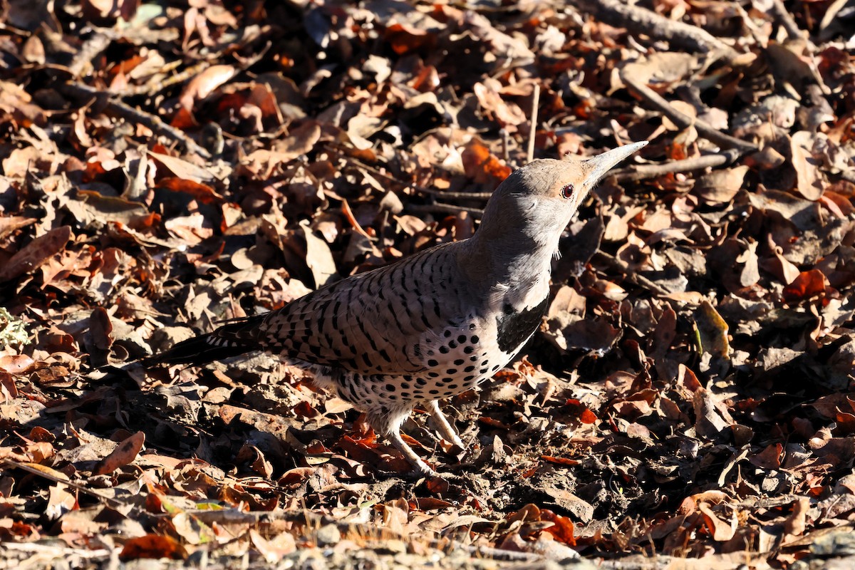 Northern Flicker - ML645371781
