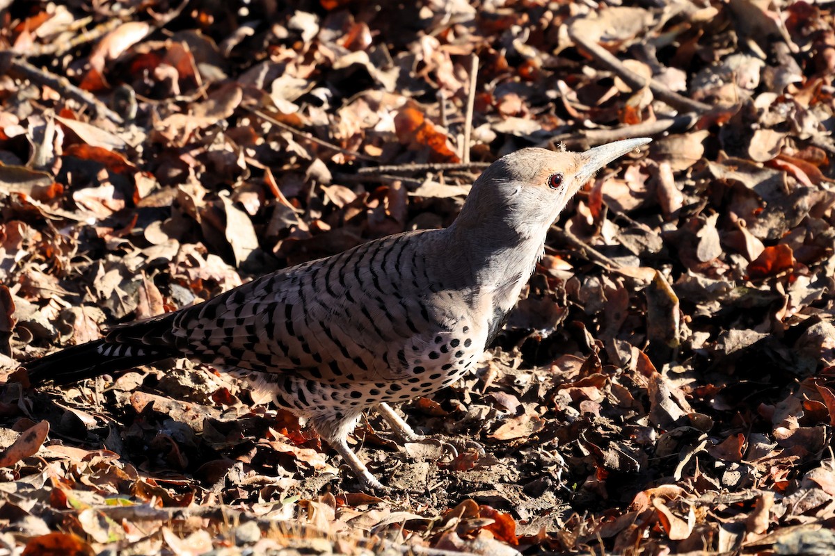 Northern Flicker - ML645371787