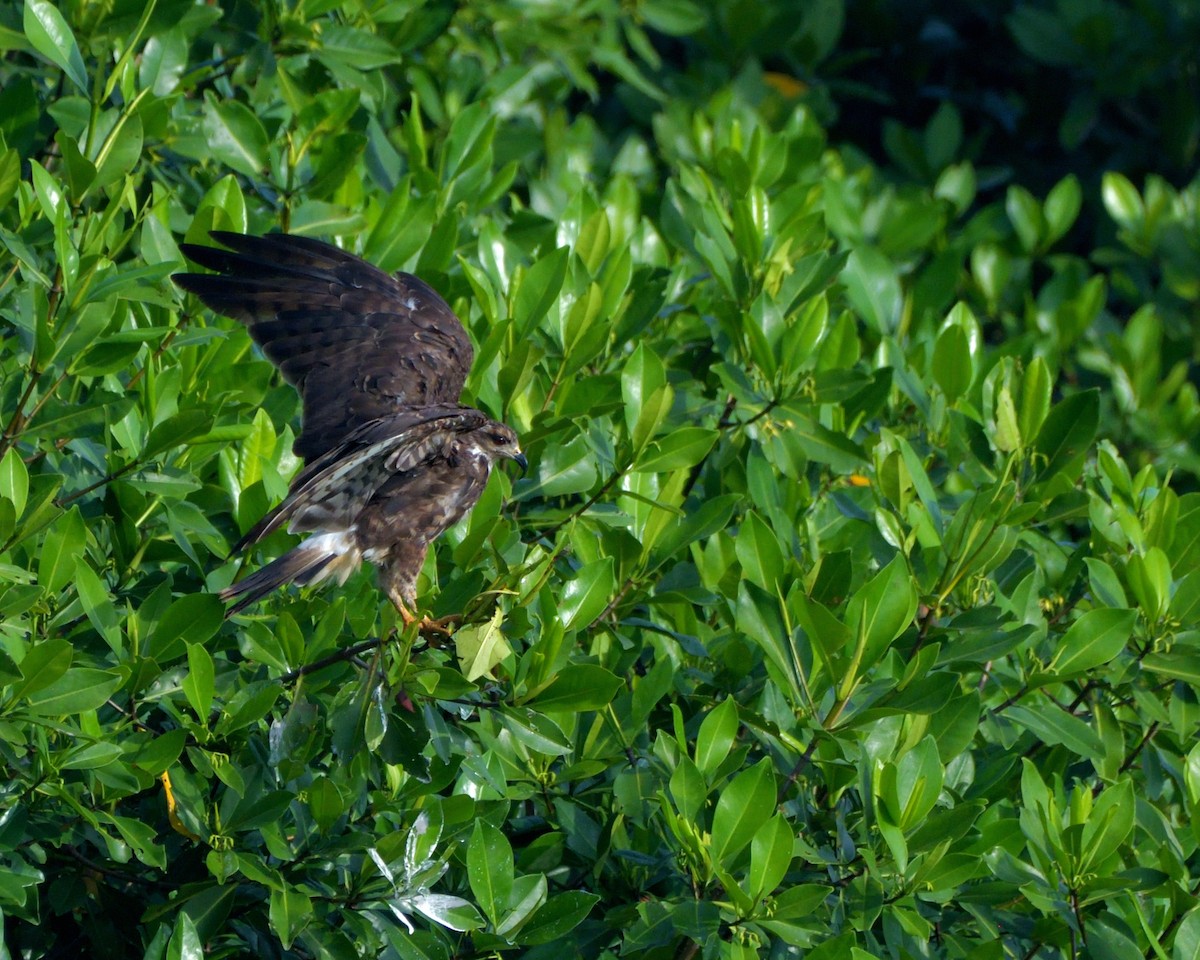 Snail Kite - ML645371791