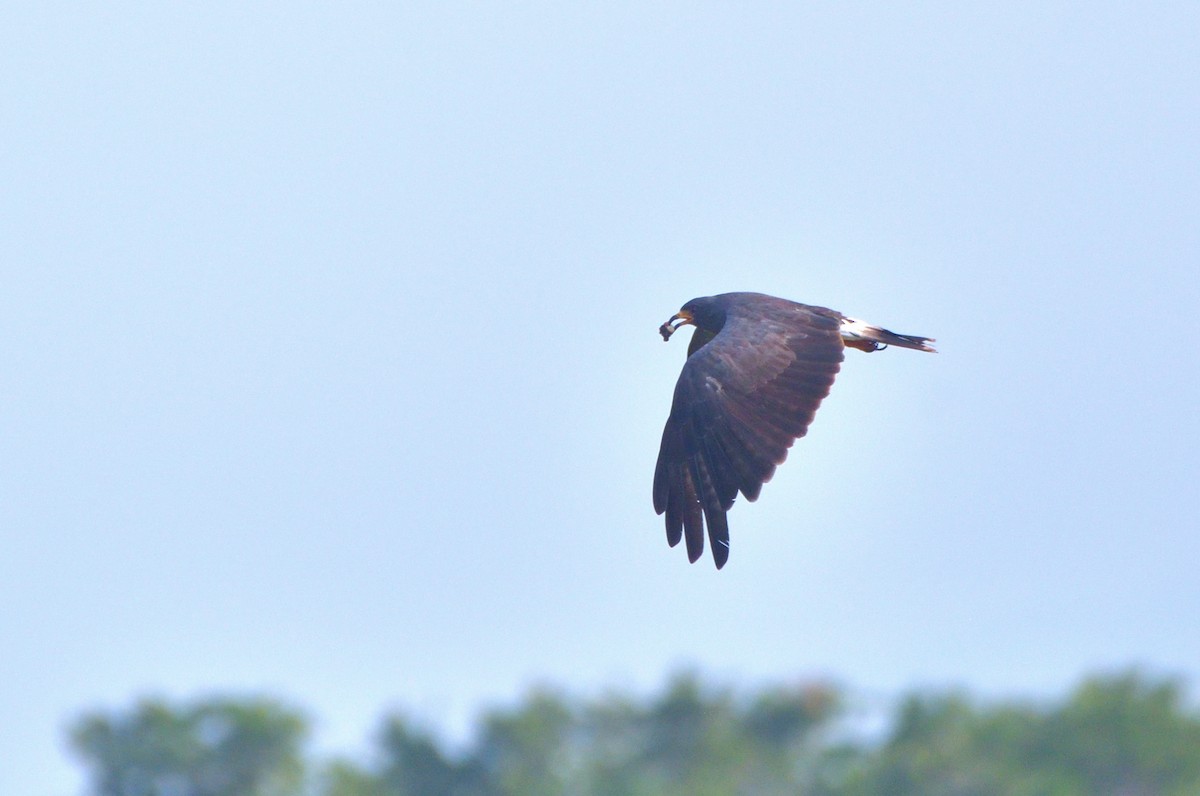 Snail Kite - ML645371792