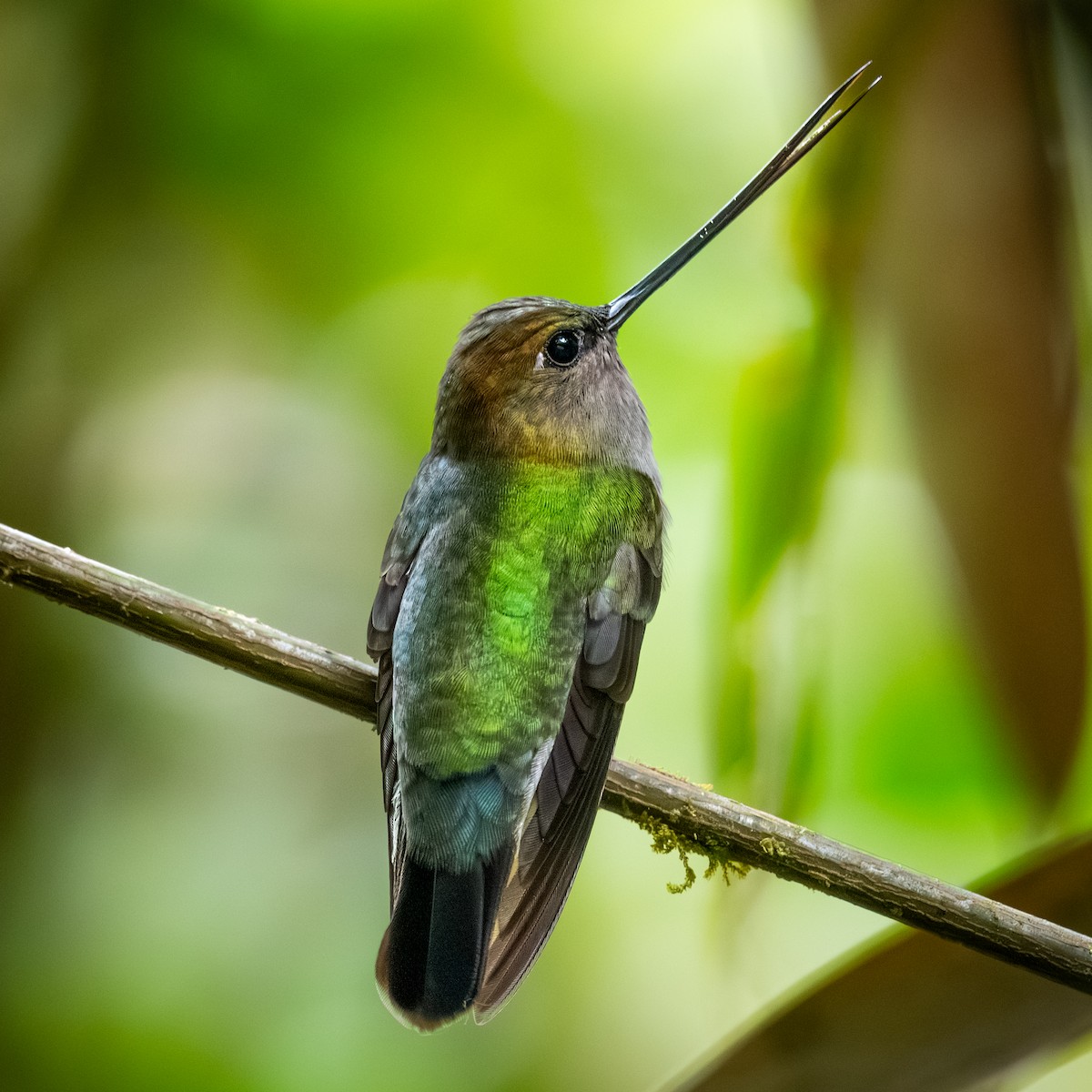 Green-fronted Lancebill - ML645371793