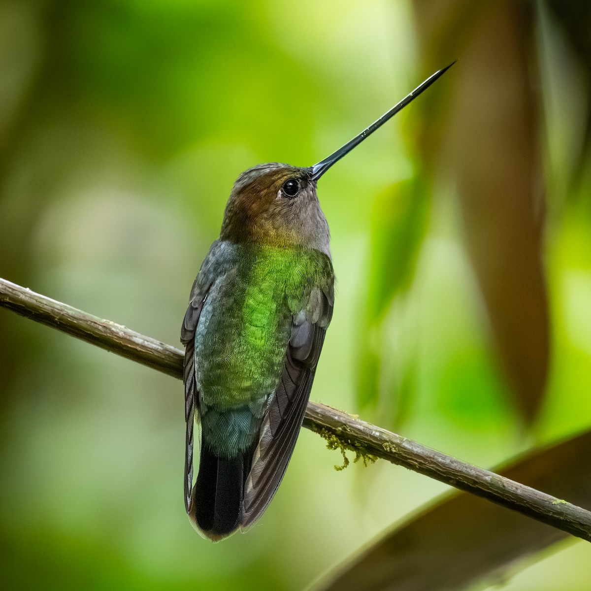 Green-fronted Lancebill - ML645371794