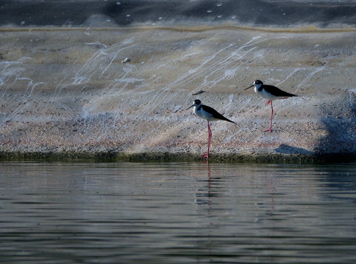 Black-necked Stilt (Black-necked) - ML645371800