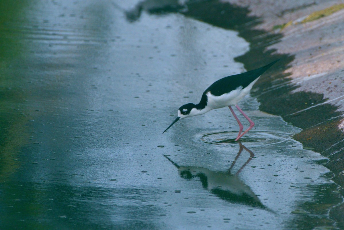 Black-necked Stilt (Black-necked) - ML645371801