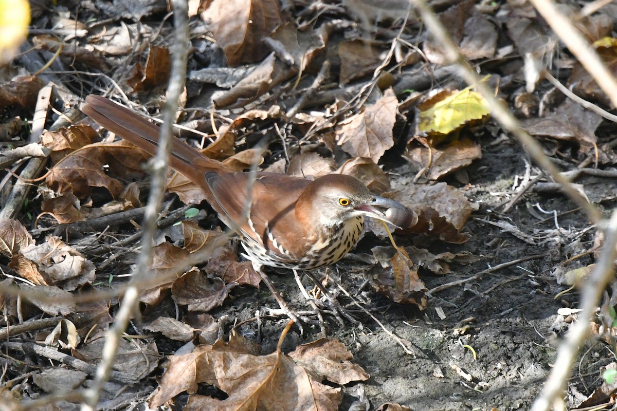 Brown Thrasher - ML645371813
