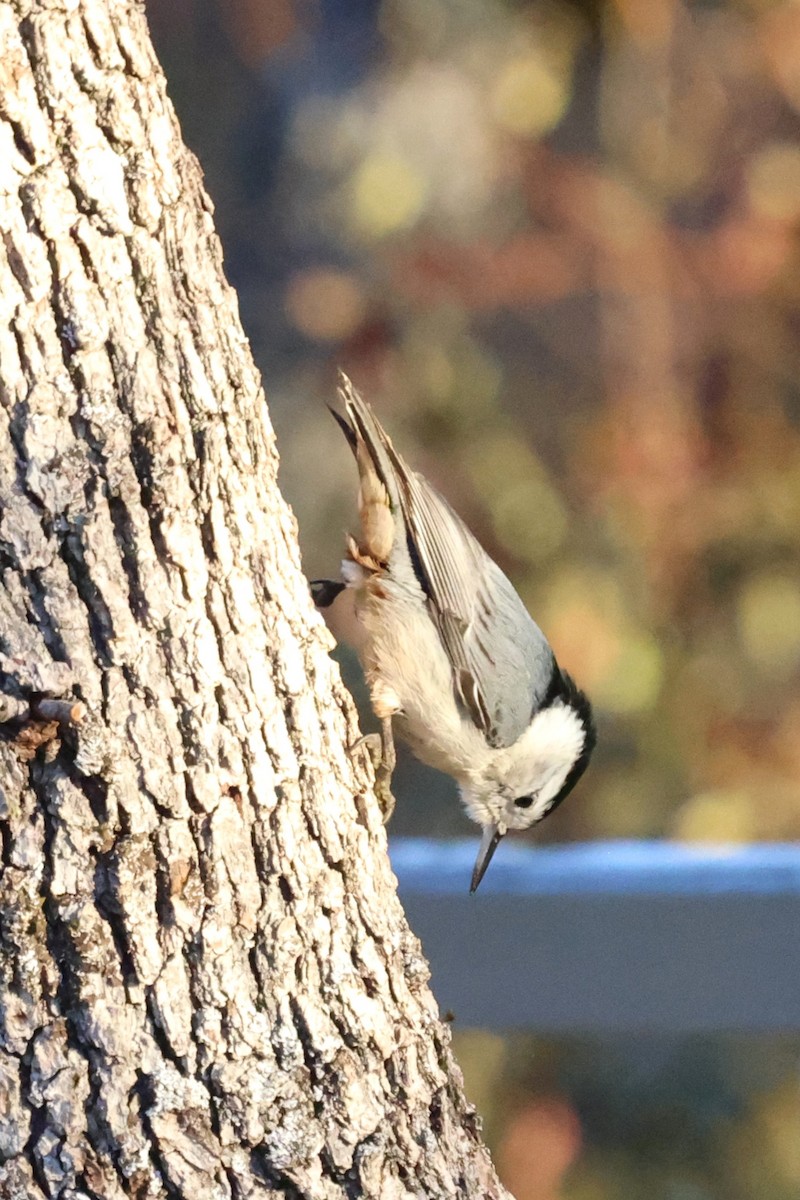 White-breasted Nuthatch - ML645371814