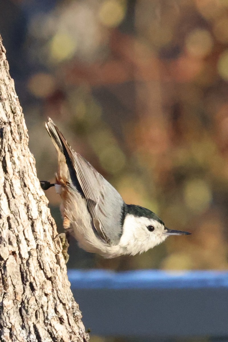 White-breasted Nuthatch - ML645371819