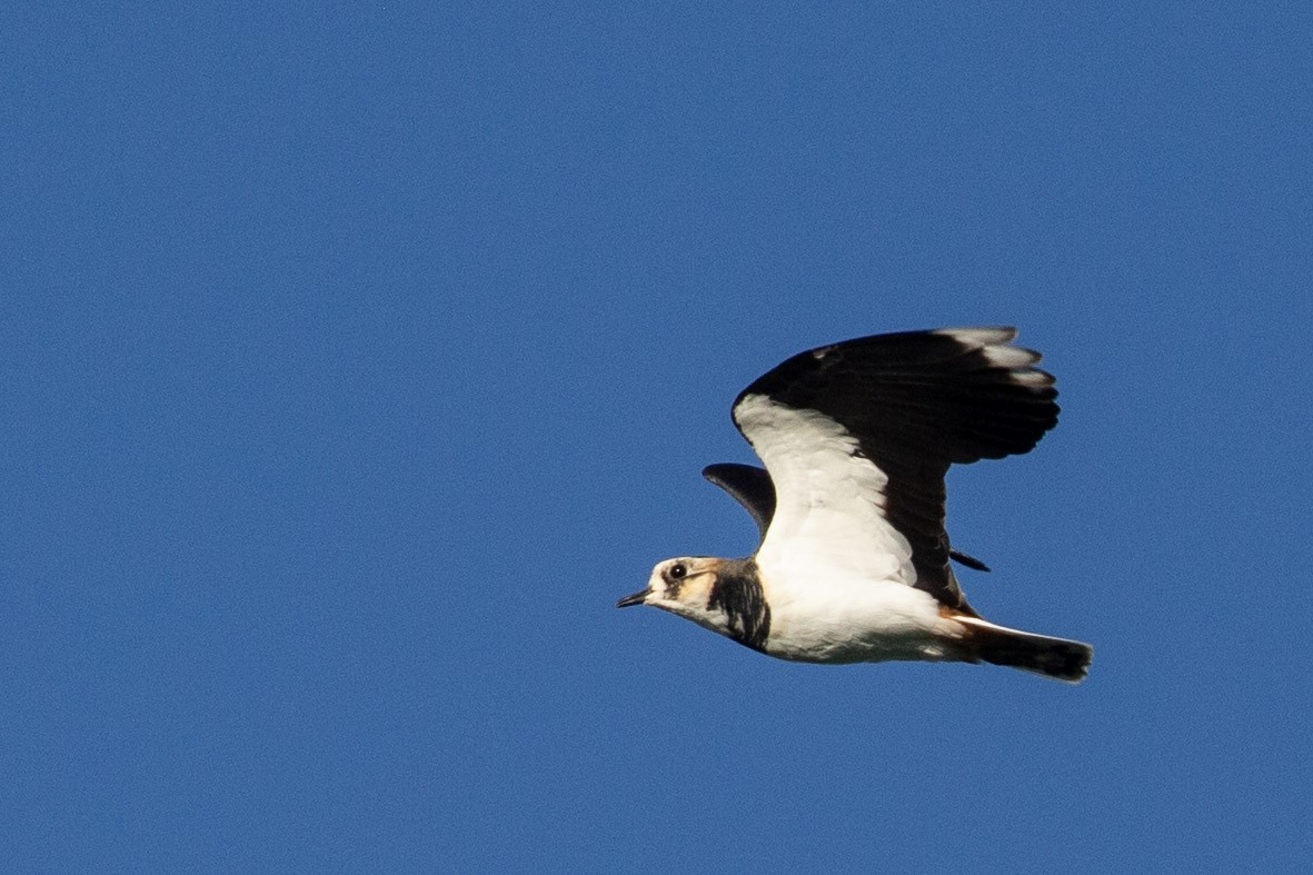 Northern Lapwing - ML645371821
