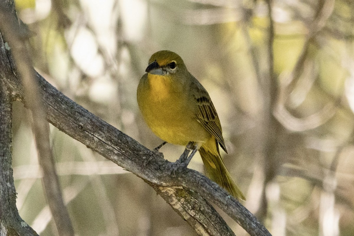 Hepatic Tanager - ML645371823